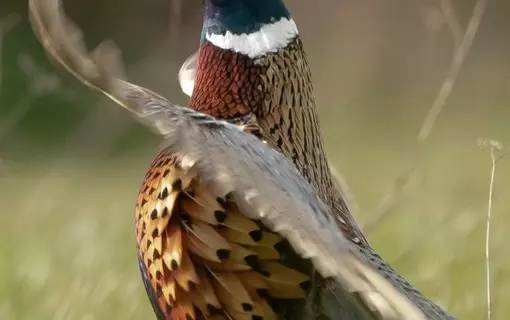 Un petit jeu
