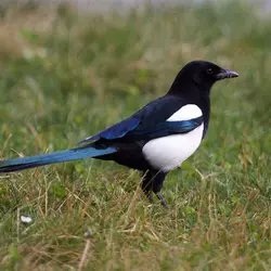 Pie bavarde Pica pica Eurasian Magpie